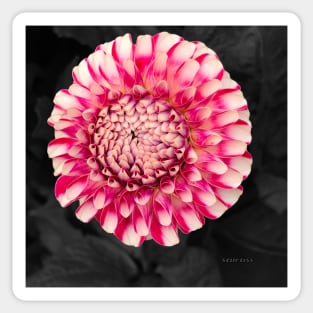 Pink and white dahlia designs Sticker